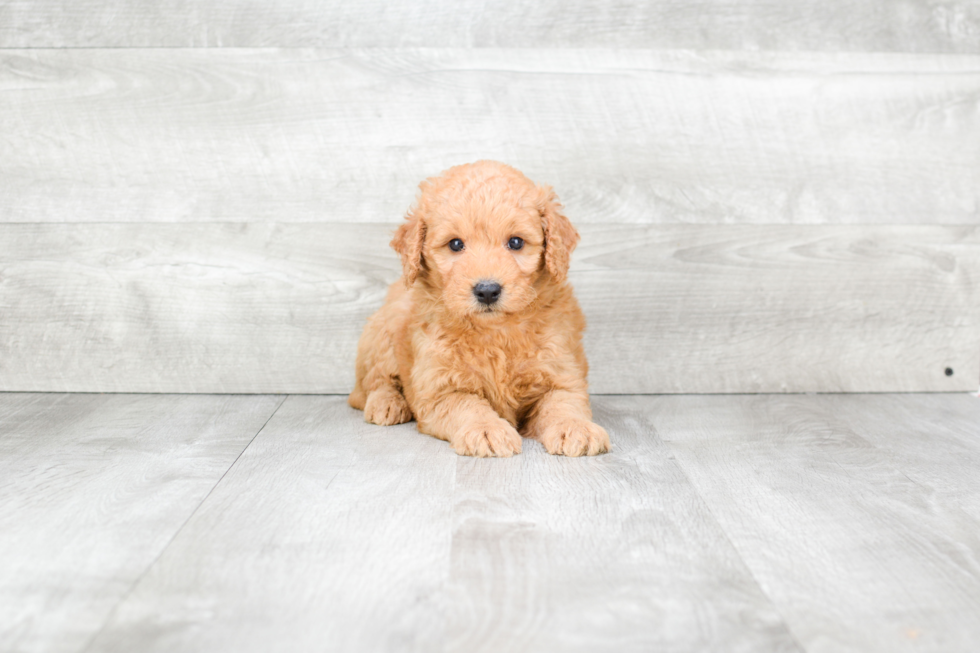 Mini Goldendoodle Pup Being Cute