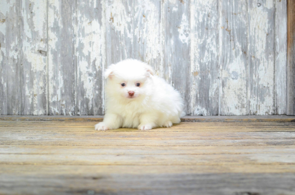 Playful Maltipom Designer Puppy