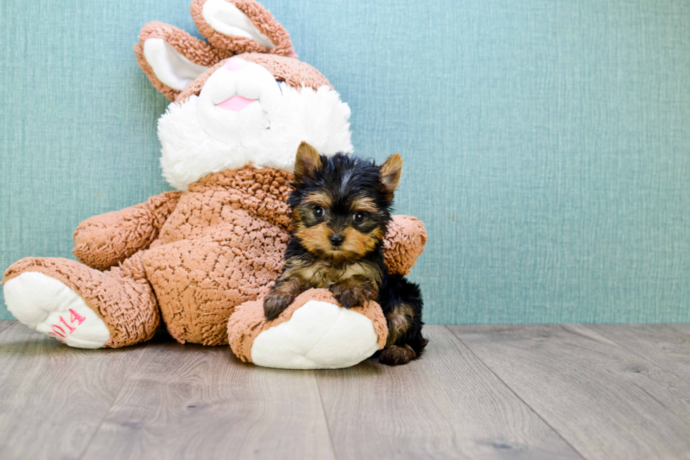 Meet Twinkle - our Yorkshire Terrier Puppy Photo 