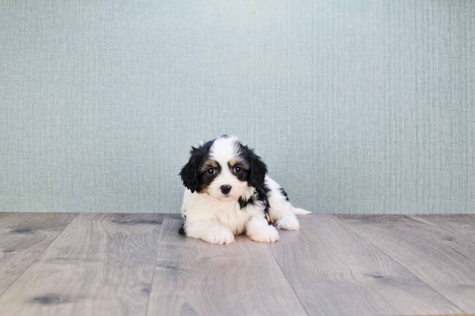 Playful Cavalier Designer Puppy