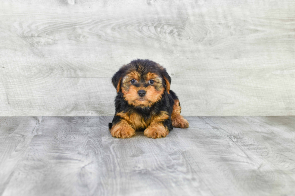 Meet Snickers - our Yorkshire Terrier Puppy Photo 