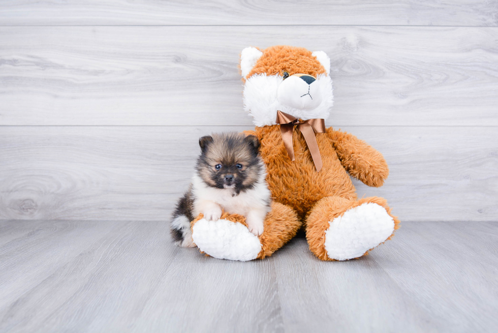 Happy Pomeranian Purebred Puppy