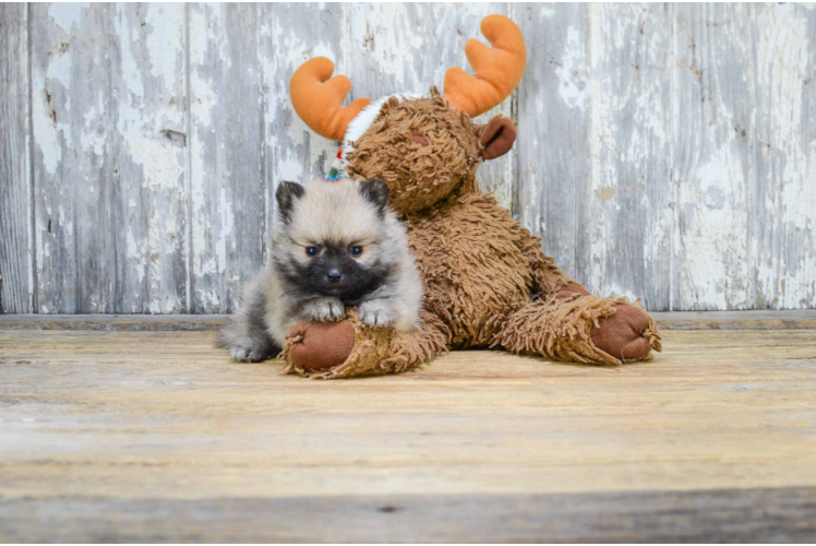 Akc Registered Pomeranian Baby