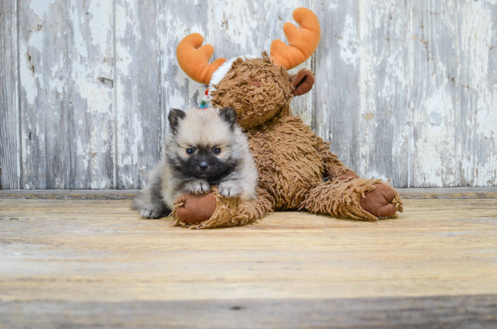 Akc Registered Pomeranian Baby