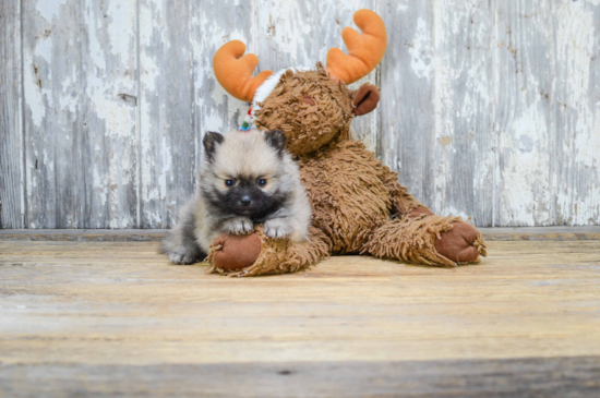 Akc Registered Pomeranian Baby