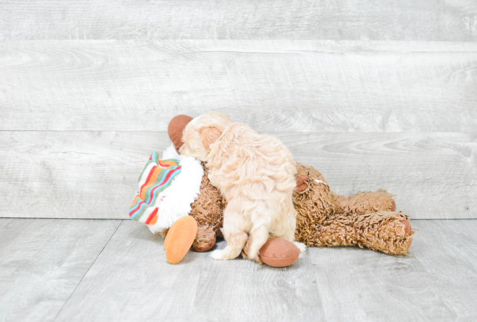 Smart Maltipoo Poodle Mix Pup