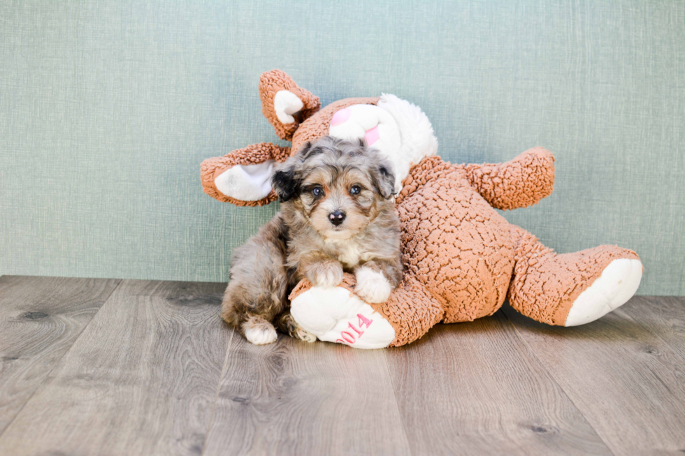 Best Mini Aussiedoodle Baby