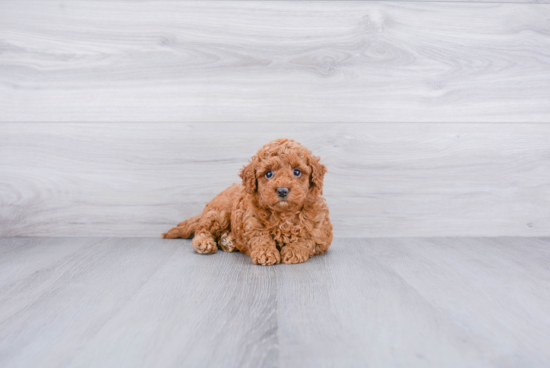 Fluffy Mini Goldendoodle Poodle Mix Pup