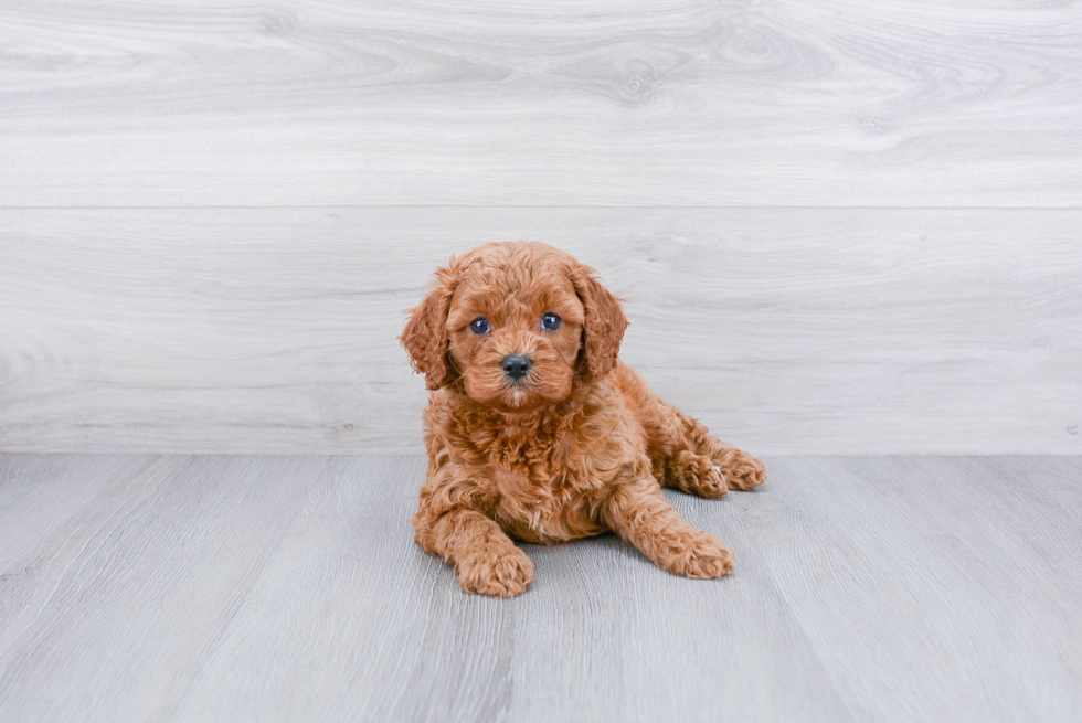 Cavapoo Puppy for Adoption