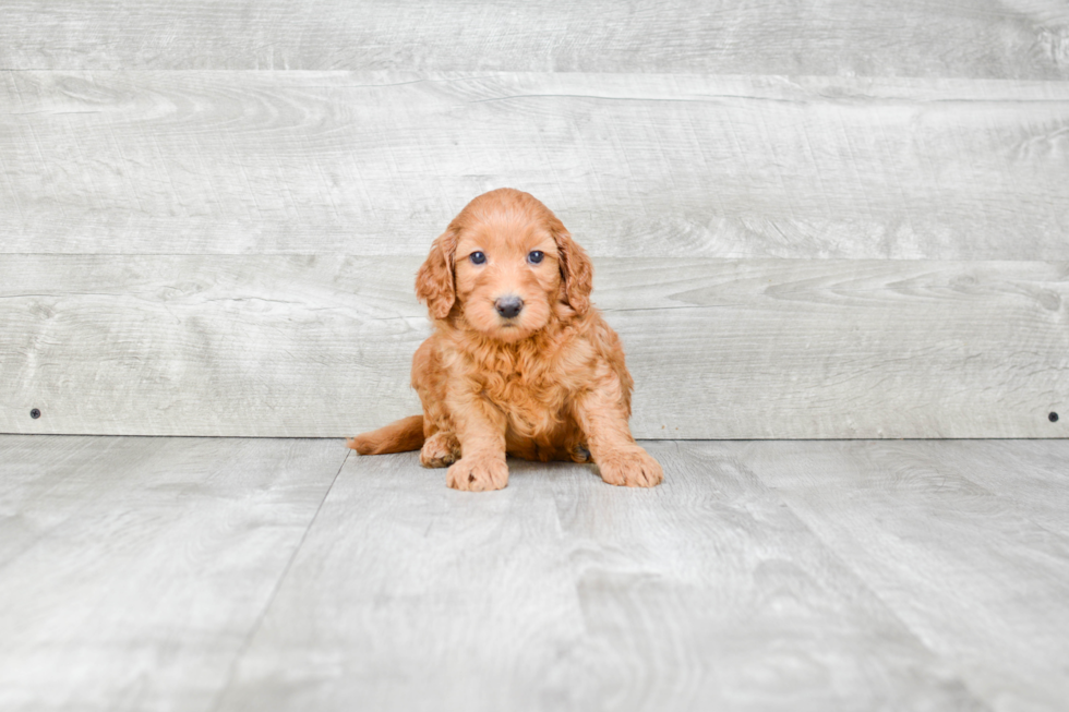 Energetic Golden Retriever Poodle Mix Puppy