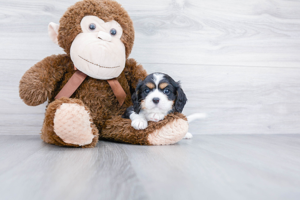 Hypoallergenic Cavalier King Charles Spaniel Baby