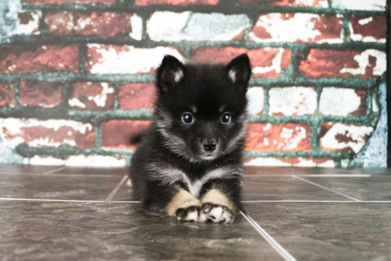 Popular Pomsky Designer Pup