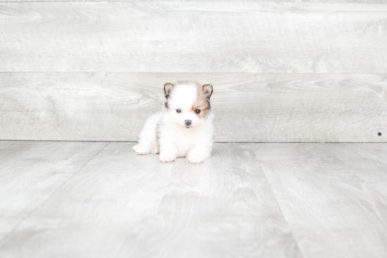 Pomeranian Pup Being Cute