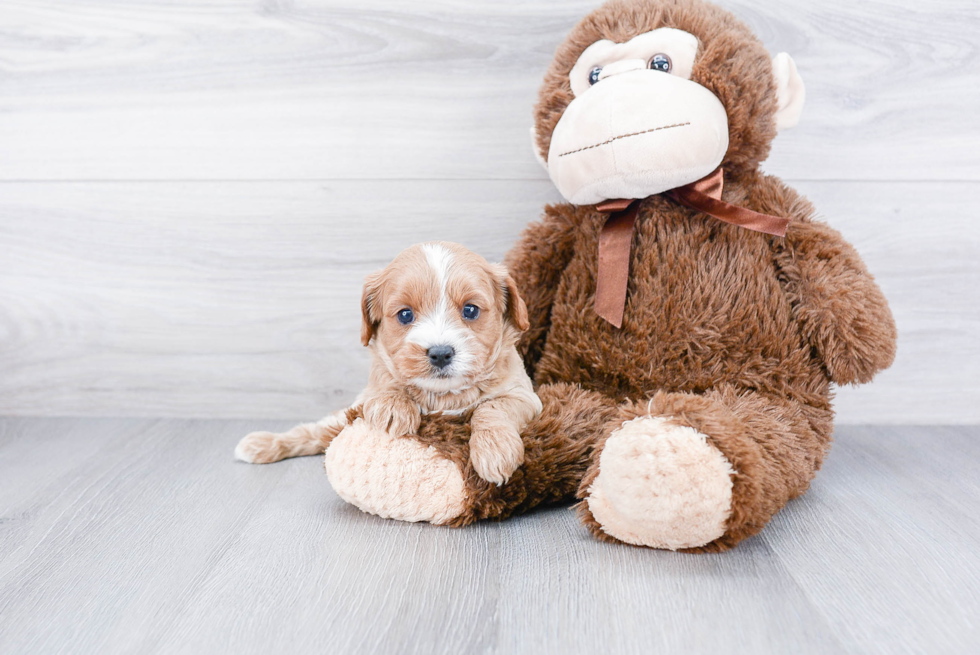 Small Cavapoo Baby