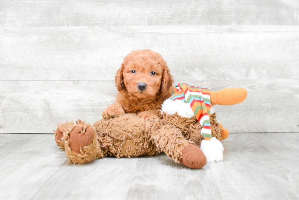 Mini Goldendoodle Puppy for Adoption