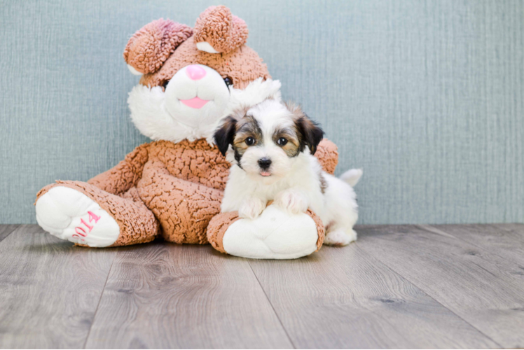 Sweet Havanese Purebred Puppy