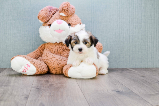 Sweet Havanese Purebred Puppy