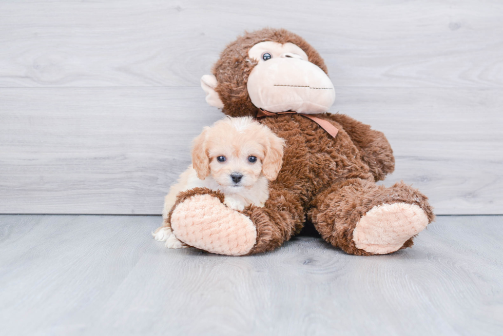 Small Cavachon Baby