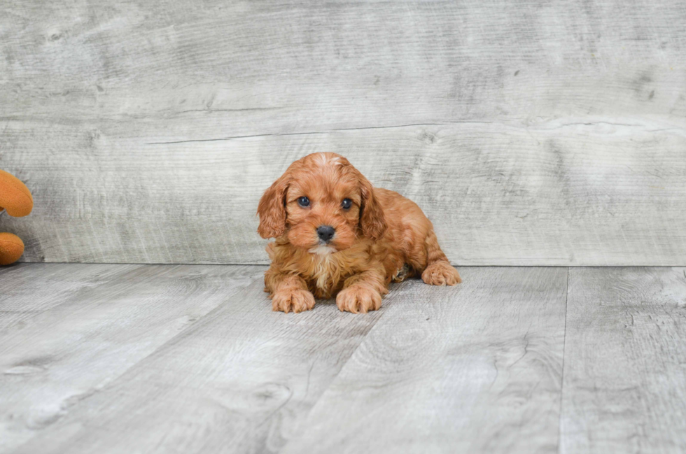 Petite Cavapoo Poodle Mix Pup