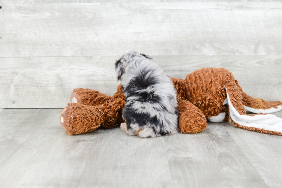 Mini Aussiedoodle Pup Being Cute