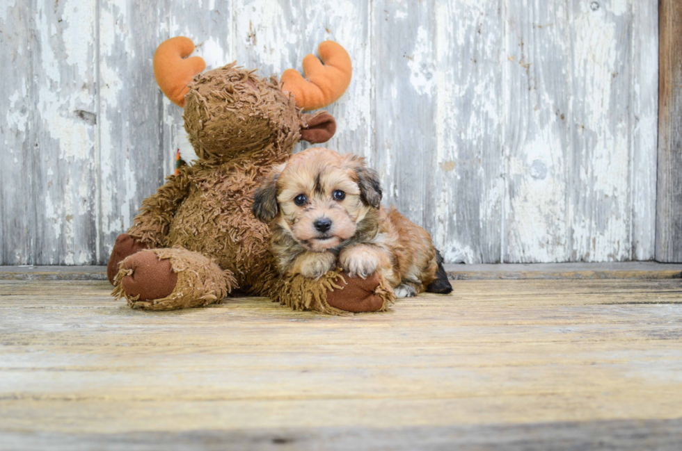 Sweet Morkie Baby