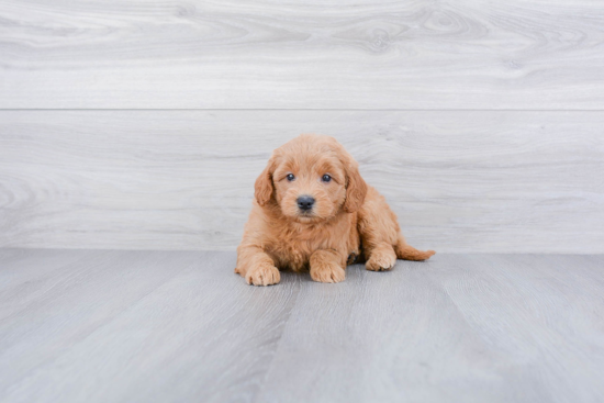 Mini Goldendoodle Puppy for Adoption