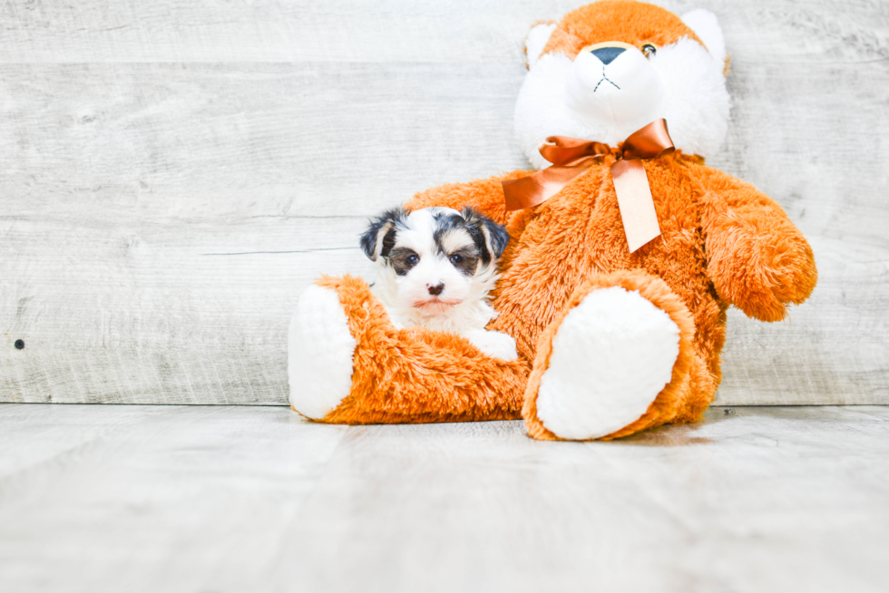 Morkie Pup Being Cute