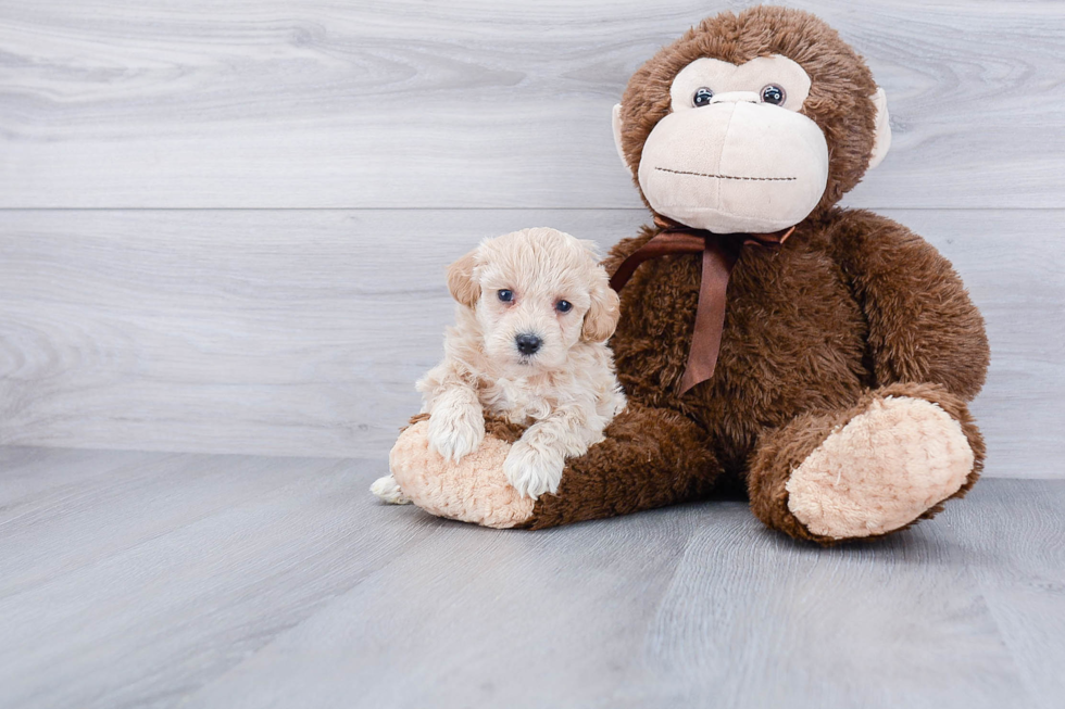 Petite Maltipoo Poodle Mix Pup