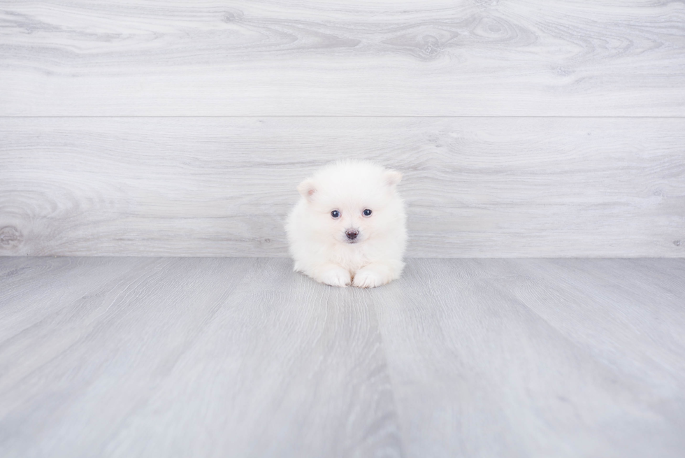 Pomeranian Puppy for Adoption