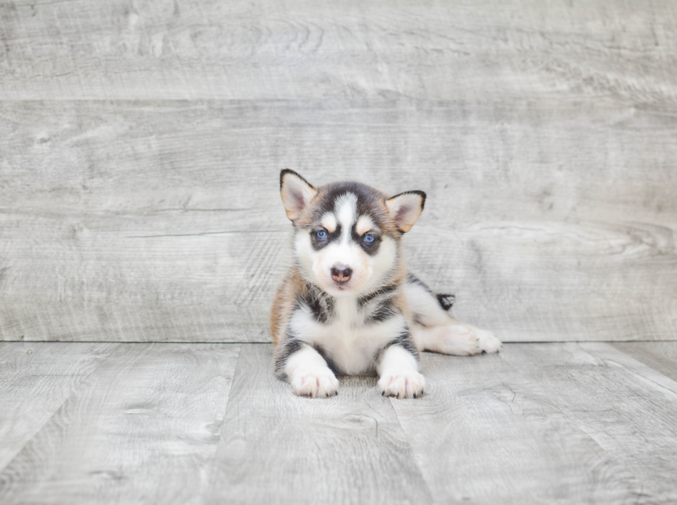 Pomsky Pup Being Cute