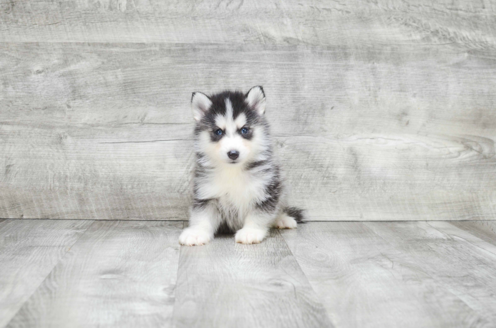 Friendly Pomsky Baby