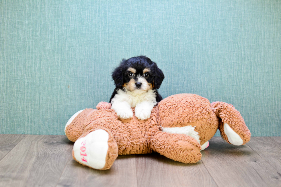 Happy Cavachon Baby