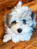 Funny Mini Sheepadoodle Pup