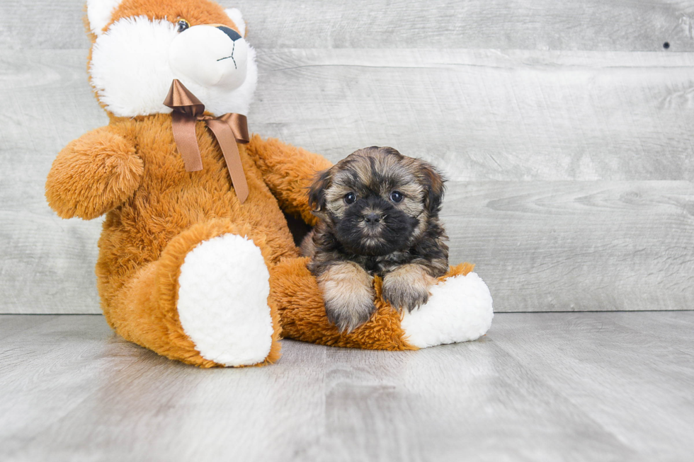 Teddy Bear Pup Being Cute