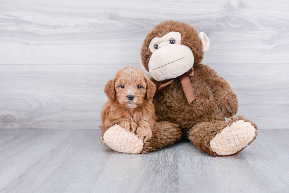 Sweet Mini Goldendoodle Baby