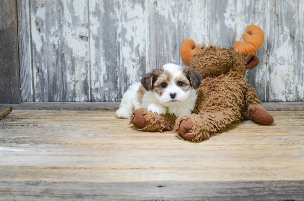 Sweet Morkie Baby