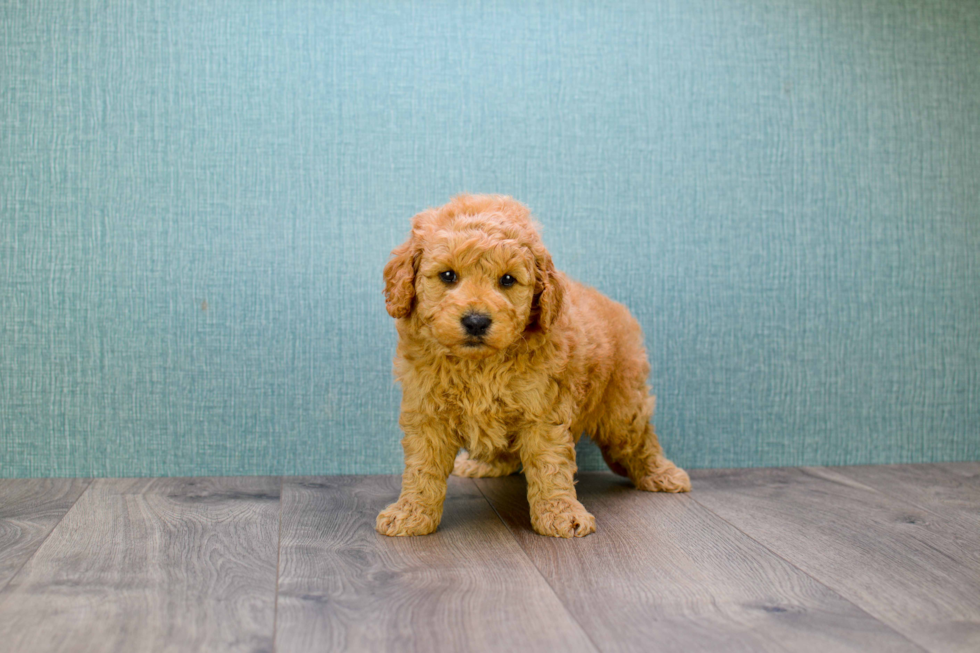 Smart Mini Goldendoodle Poodle Mix Pup