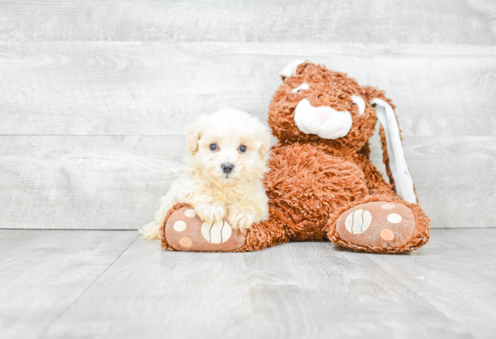 Funny Maltipoo Poodle Mix Pup