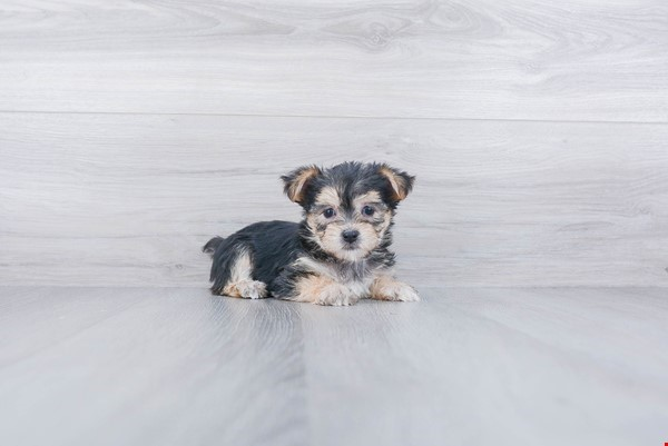 Cute Morkie Baby