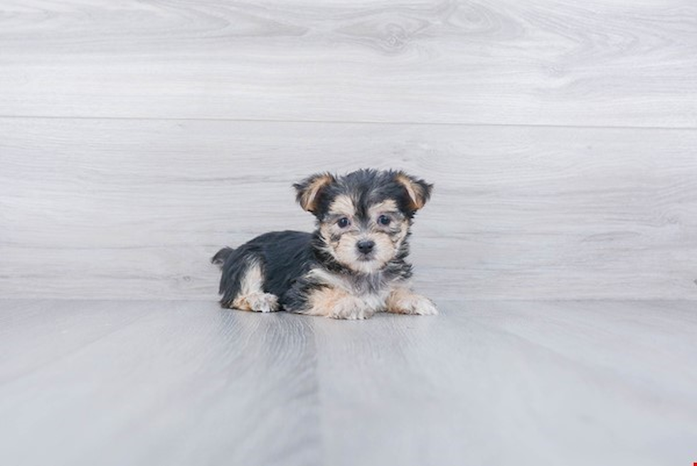 Cute Morkie Baby