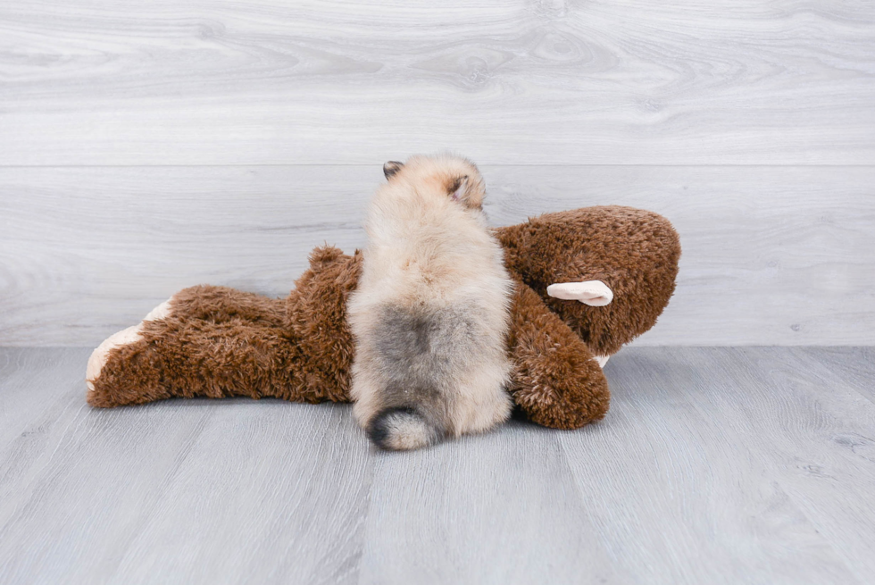 Pomeranian Pup Being Cute