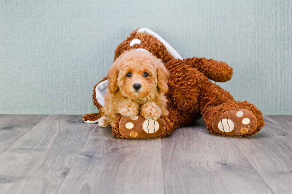 Energetic Maltese Poodle Poodle Mix Puppy