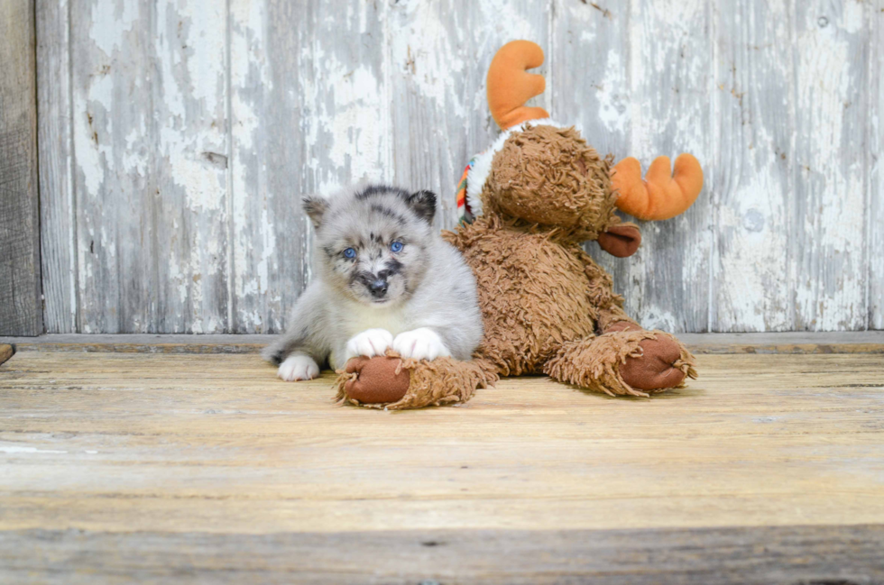 Pomsky Pup Being Cute