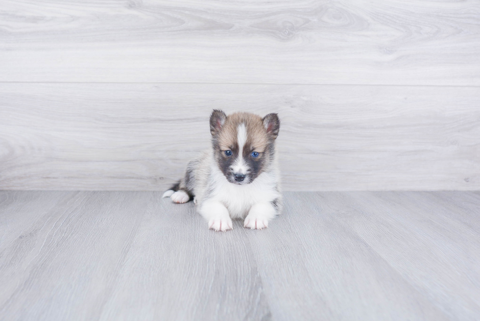 Little Mini Husky Designer Puppy