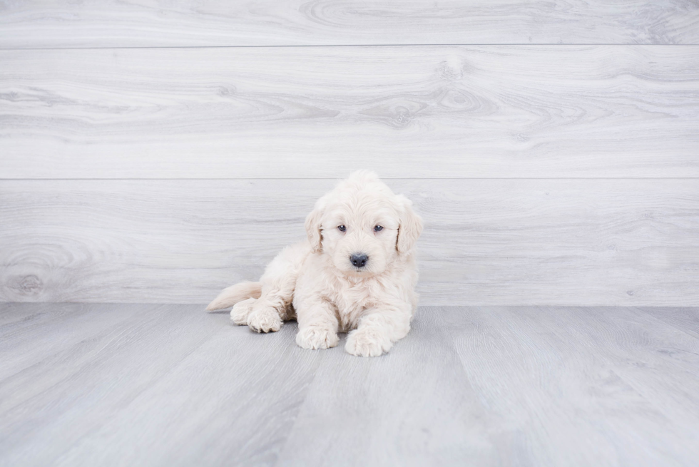 Happy Mini Goldendoodle Baby