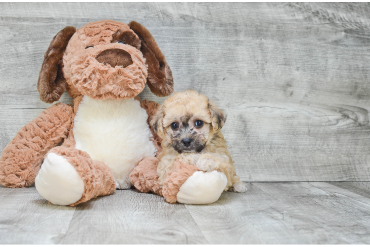 Energetic Maltepoo Poodle Mix Puppy