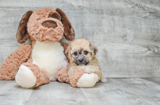 Energetic Maltepoo Poodle Mix Puppy