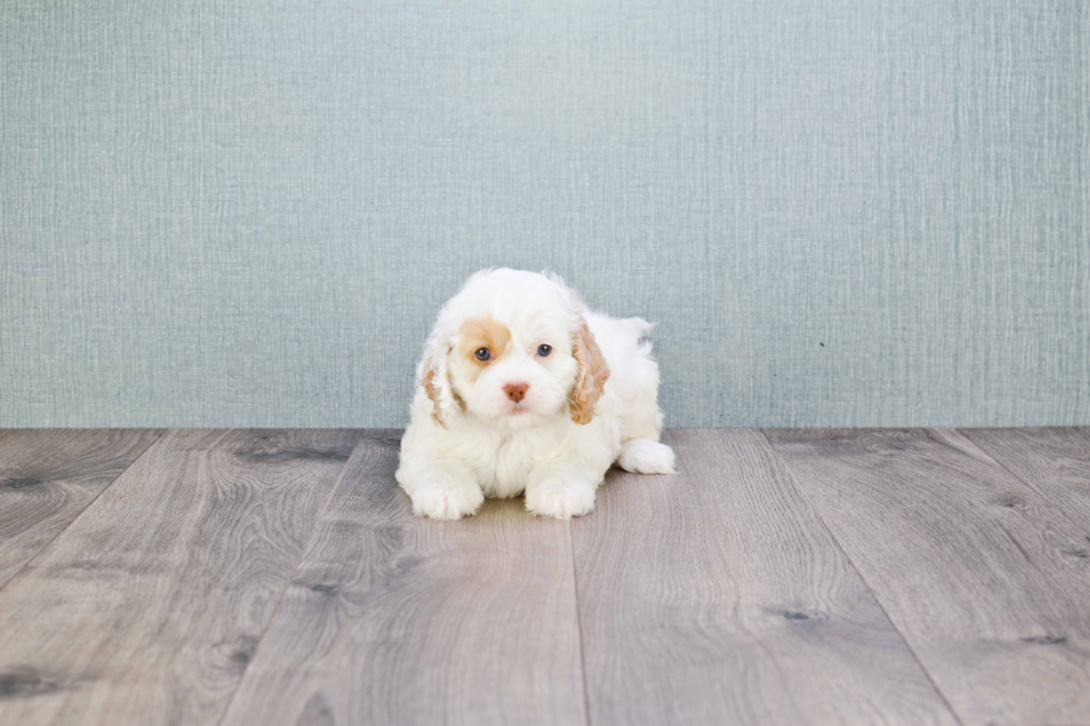 Popular Cavapoo Poodle Mix Pup