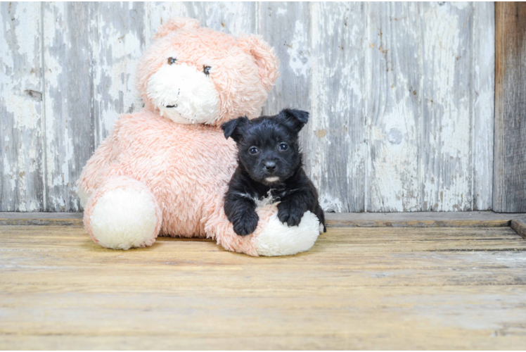 Best Morkie Baby