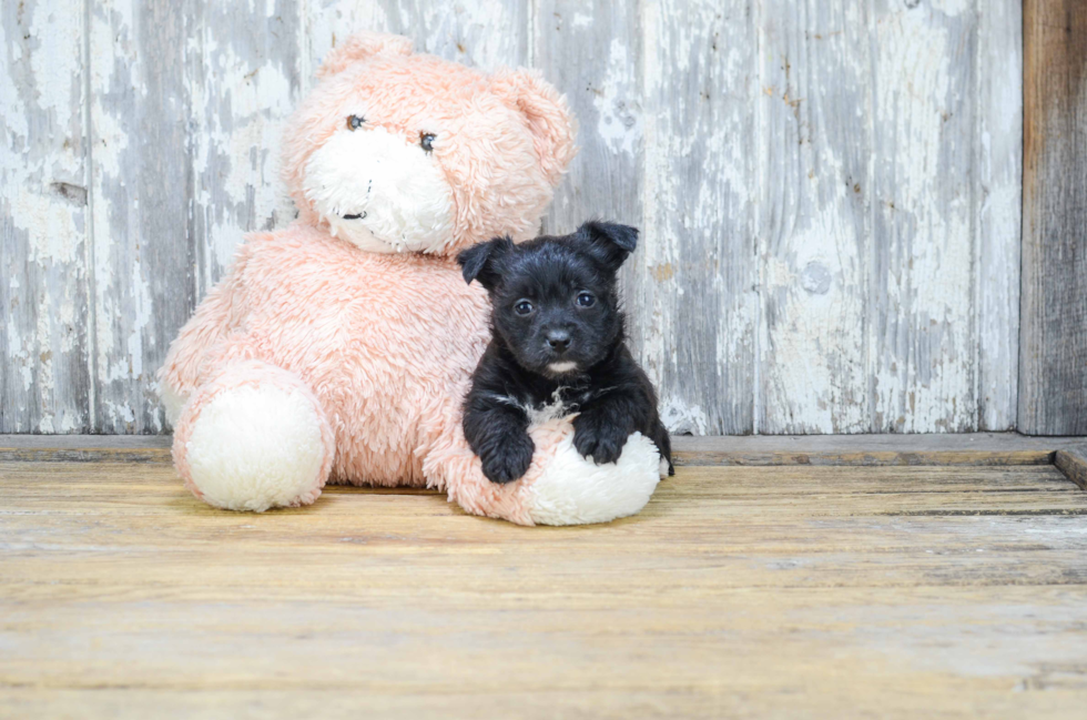 Best Morkie Baby